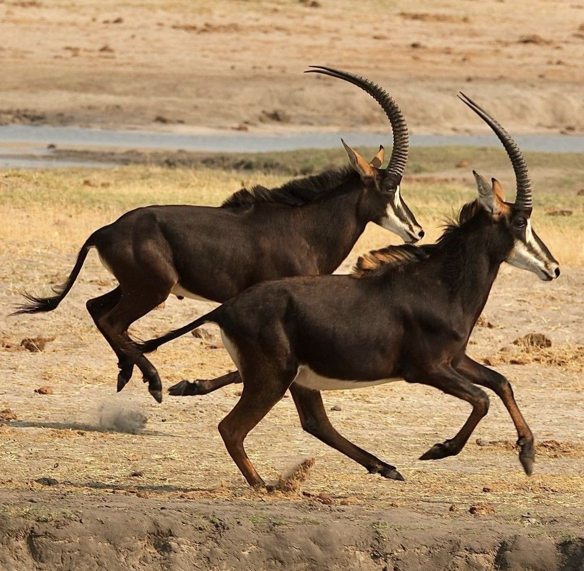 Sable antelope